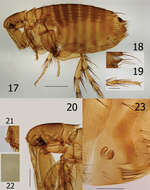 Image of fleas