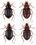 Image of primitive carrion beetles