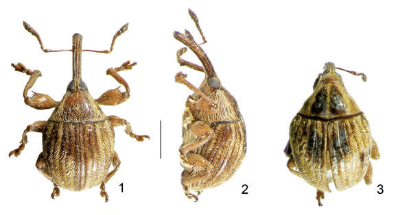 Image of Lyalia curvata Alonso-Zarazaga & Perrin