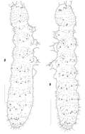 Image of Sensillonychiurus taimyrensis Babenko, Chimitova & Stebaeva 2011