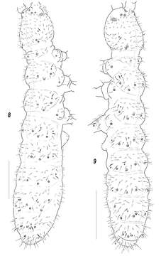 صورة Sensillonychiurus taimyrensis Babenko, Chimitova & Stebaeva 2011