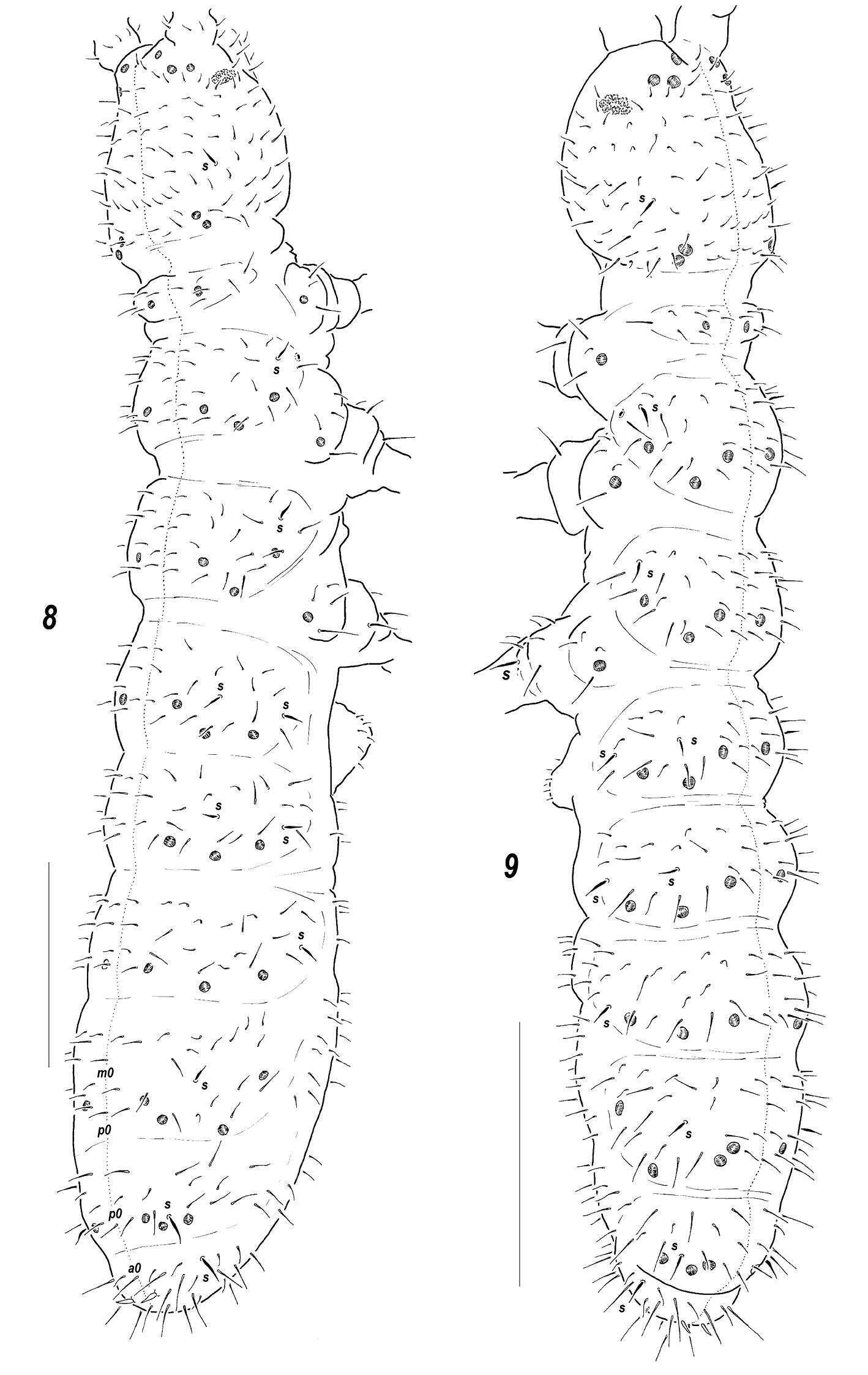 Image of Sensillonychiurus taimyrensis Babenko, Chimitova & Stebaeva 2011