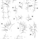 Imagem de Sensillonychiurus taimyrensis Babenko, Chimitova & Stebaeva 2011