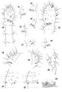 صورة Sensillonychiurus taimyrensis Babenko, Chimitova & Stebaeva 2011