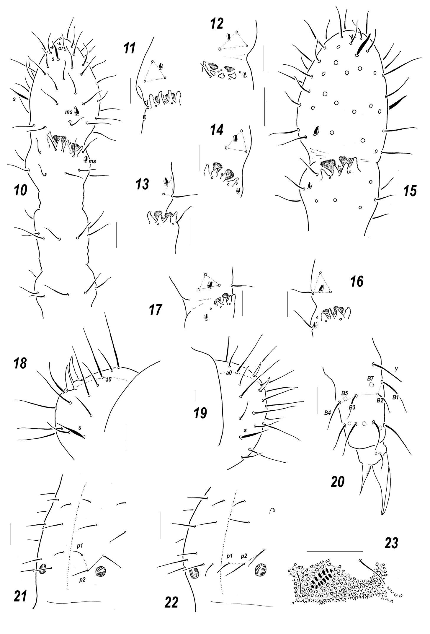 Image of Sensillonychiurus vegae Babenko, Chimitova & Stebaeva 2011