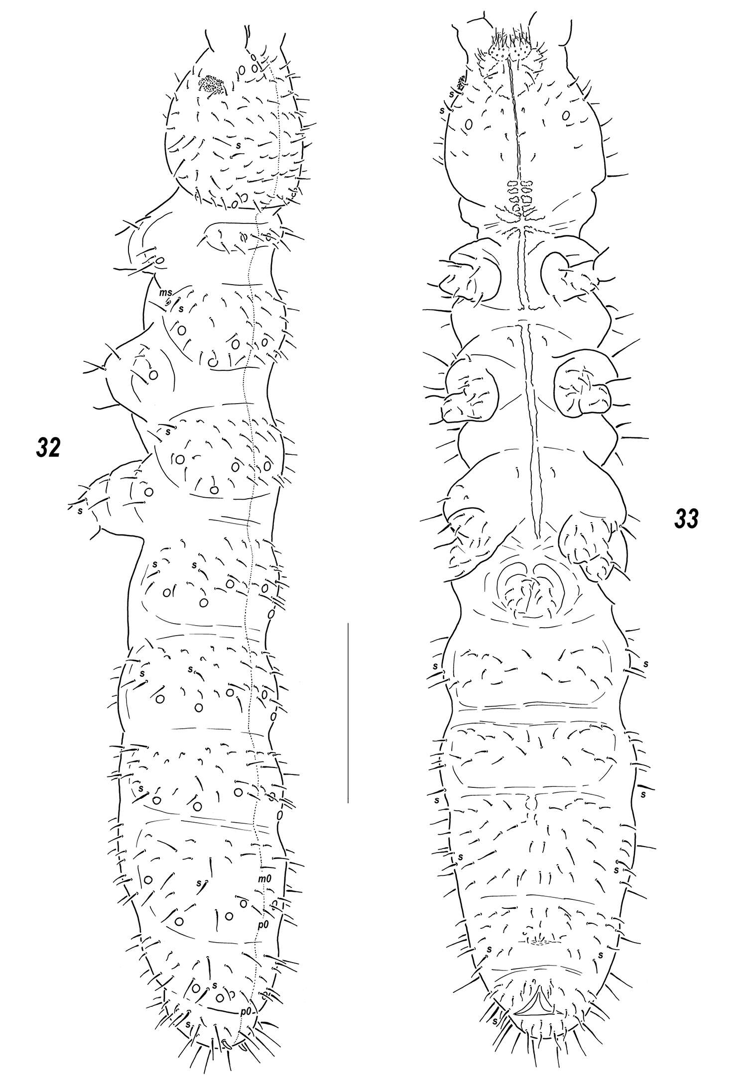 Image of Sensillonychiurus vitimicus Babenko, Chimitova & Stebaeva 2011