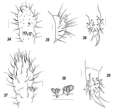 Imagem de Sensillonychiurus vitimicus Babenko, Chimitova & Stebaeva 2011