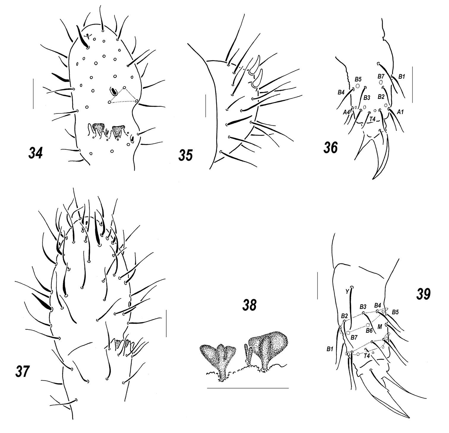 Image of Allonychiurus elikonius Babenko, Chimitova & Stebaeva 2011