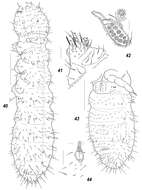 Image of Allonychiurus elikonius Babenko, Chimitova & Stebaeva 2011