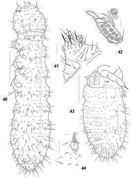 صورة Allonychiurus elikonius Babenko, Chimitova & Stebaeva 2011