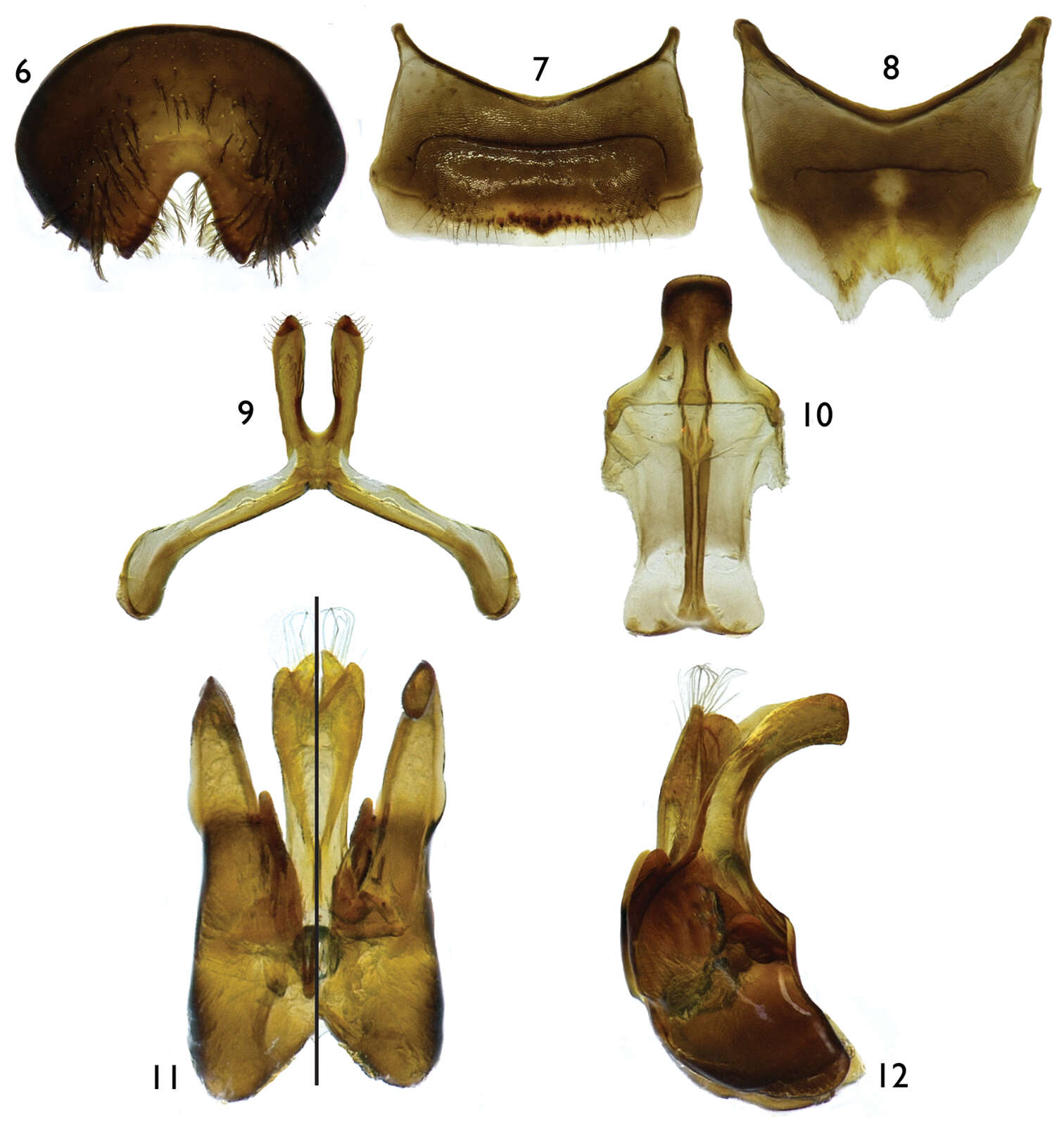 Image of Protandrena (Andinopanurgus) amyae Gonzalez & Engel
