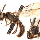 Image of Protandrena (Andinopanurgus) femoralis Gonzalez & Engel
