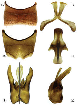 Image de Protandrena Cockerell 1896