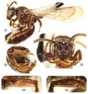 Image of Protandrena Cockerell 1896