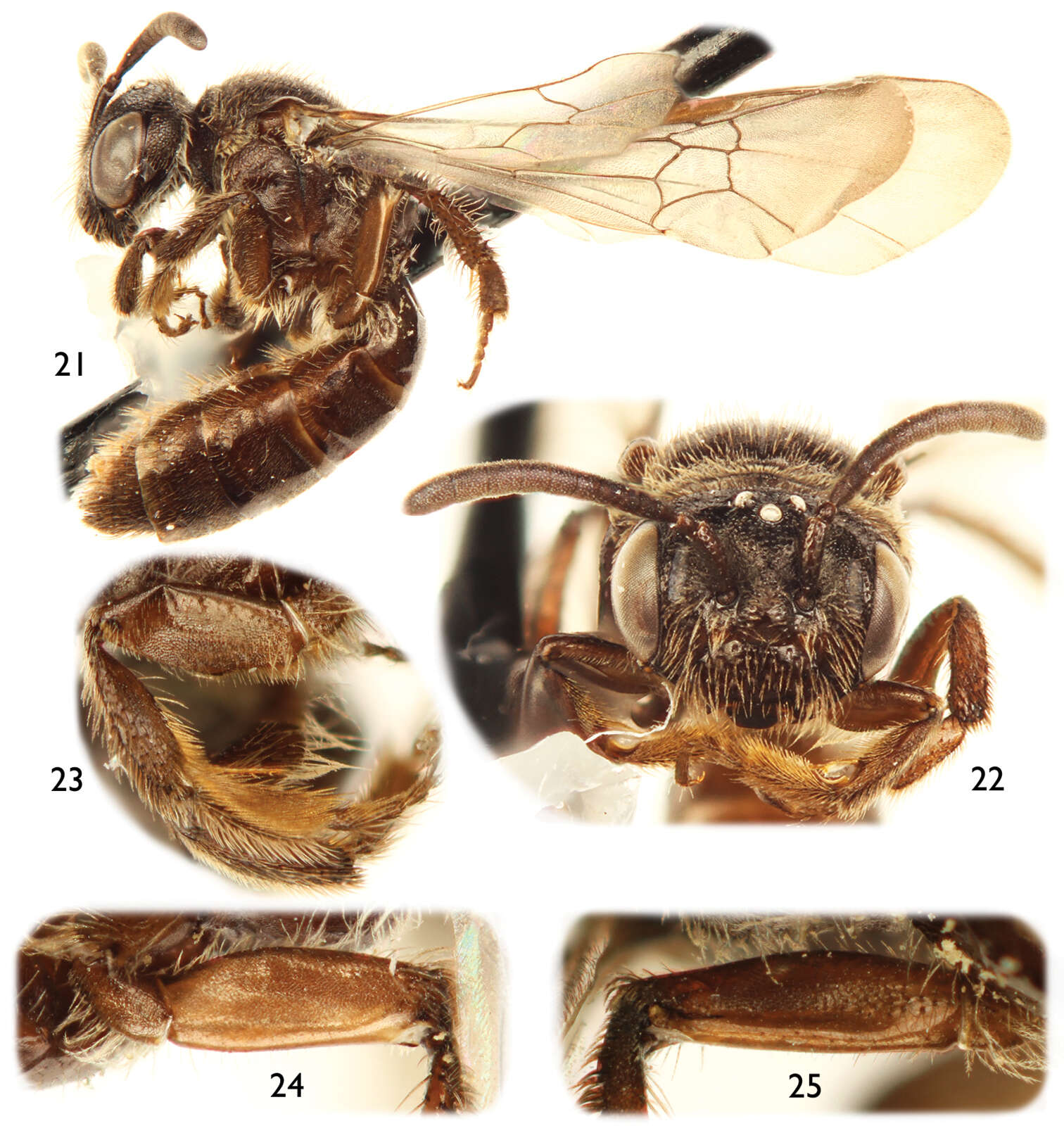 Image of Protandrena Cockerell 1896