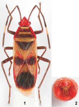 Image of red bugs