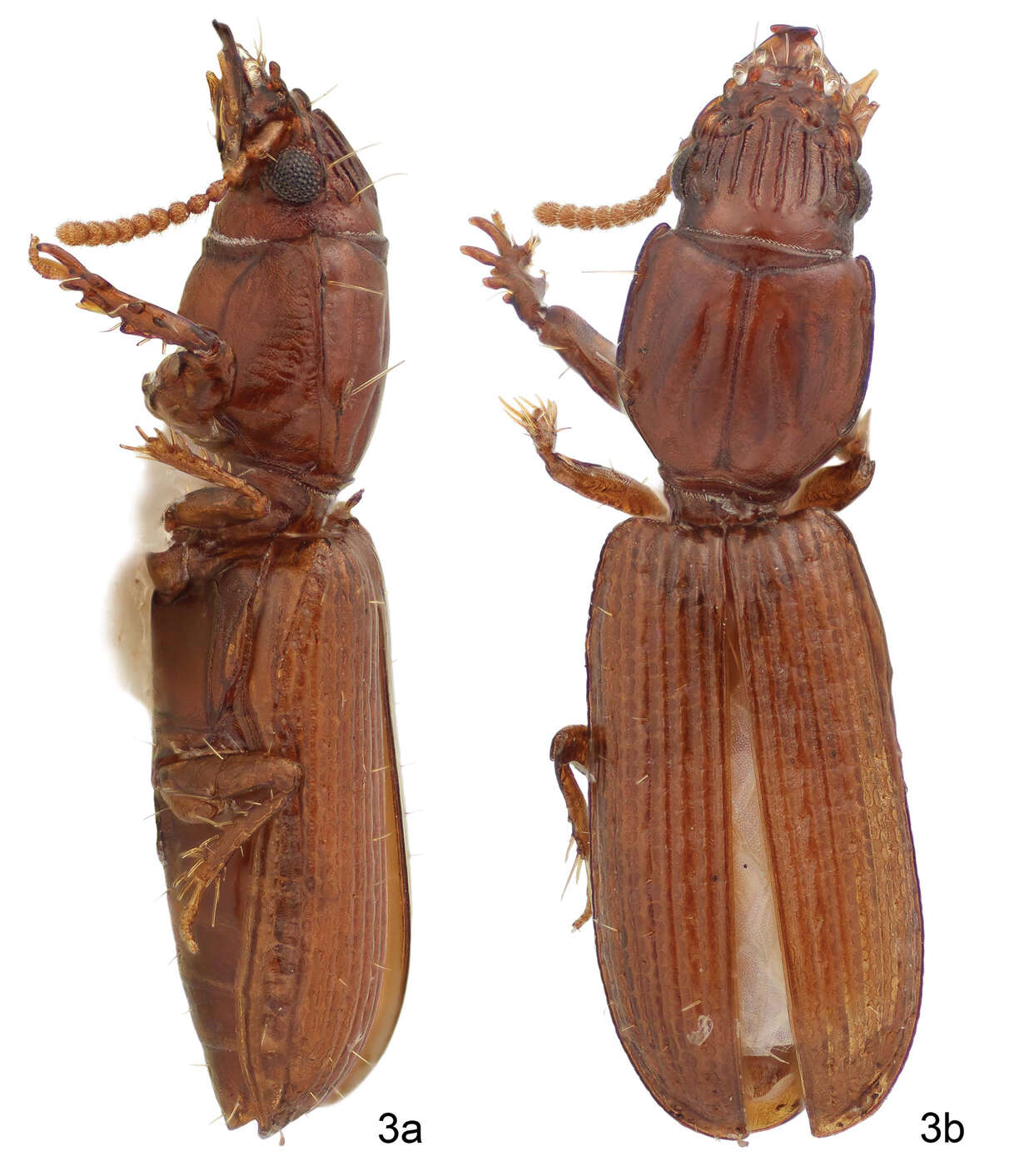 Image of Halocoryza whiteheadiana Erwin