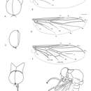 Image de Schlingeriella Gillung & Winterton 2011