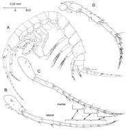 Image of Hadzioidea S. Karaman 1943