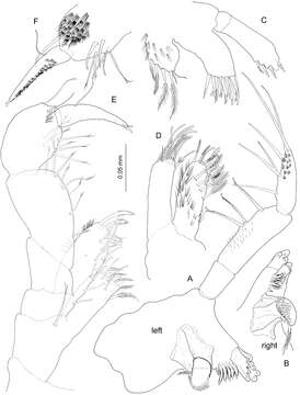 Image of Psammogammarus S. Karaman 1955