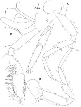 Image of Psammogammarus S. Karaman 1955