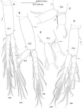 Image of Psammogammarus S. Karaman 1955