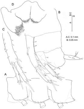 Image of Psammogammarus S. Karaman 1955