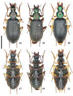 Image of ground beetles
