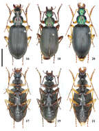 Imagem de Carabidae