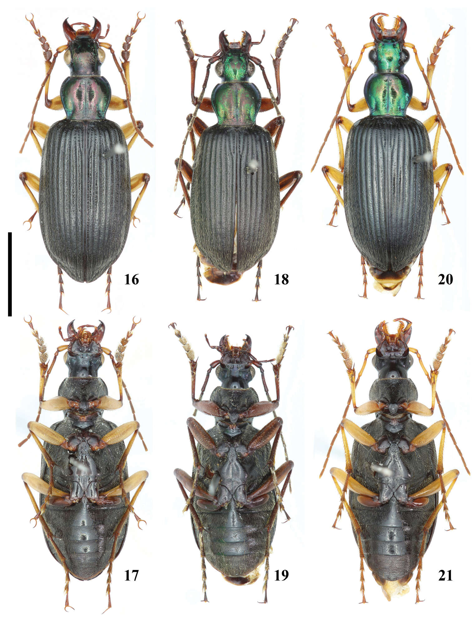 Image of ground beetles