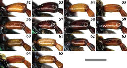 Image of ground beetles