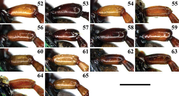 Image of ground beetles