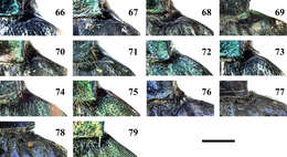 Image of ground beetles