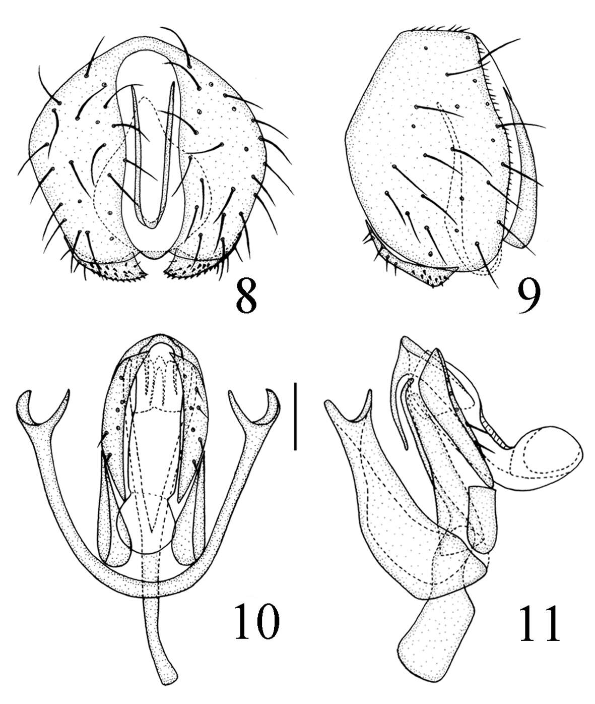 Imagem de Chloropidae