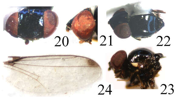 Image of Thressa foliacea Liu, Yang & Nartshuk 2011