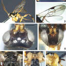 صورة <i>Diolcogaster bifurcifossa</i>