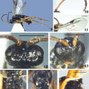 Image of <i>Diolcogaster brevivena</i>