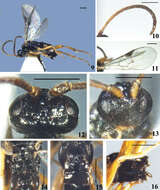 Image of Diolcogaster