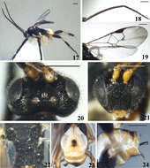 Imagem de <i>Diolcogaster grammata</i>