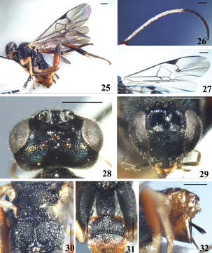 Image of <i>Diolcogaster ineminens</i>