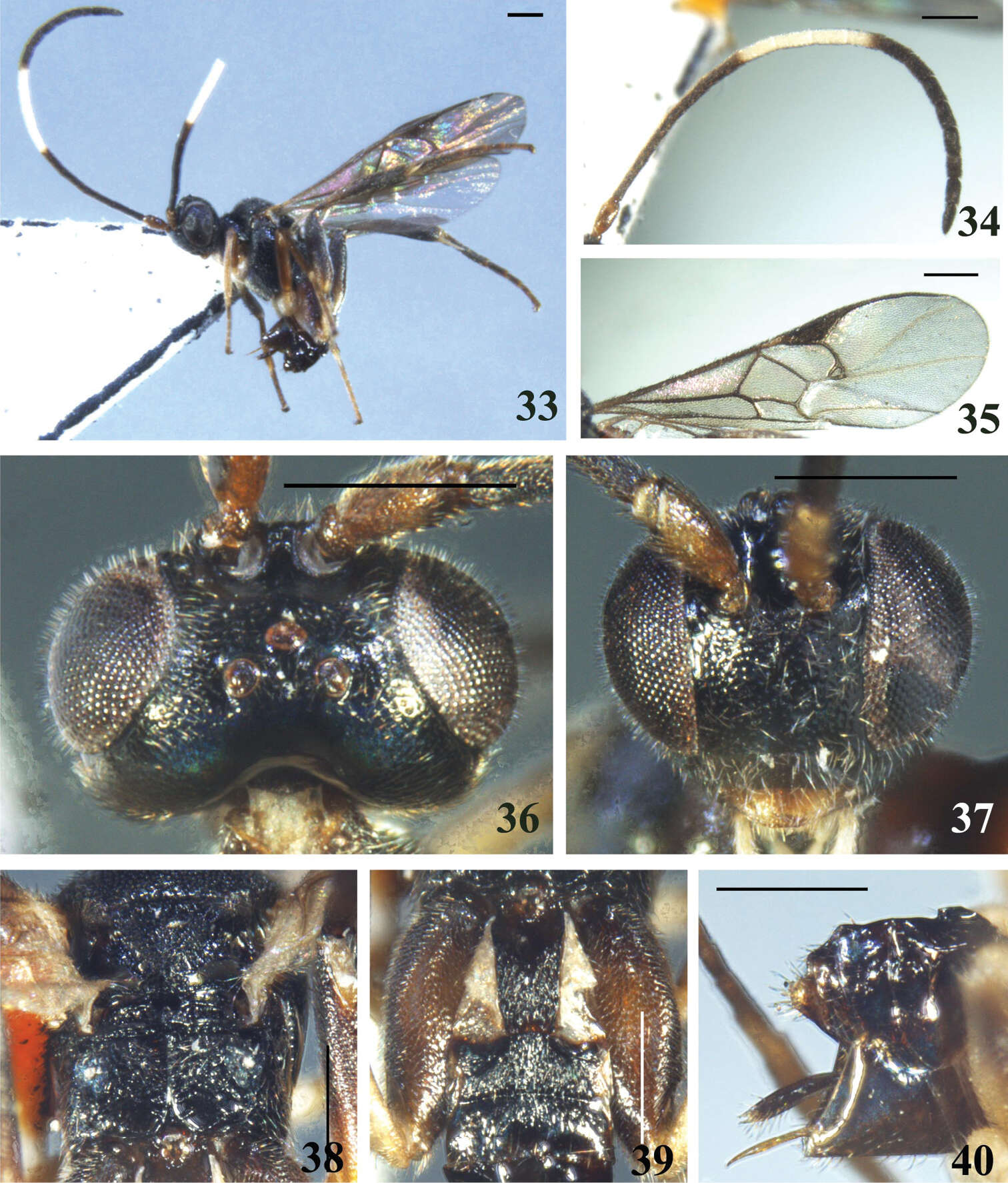 Image of <i>Diolcogaster laetimedia</i>