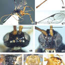 Image of <i>Diolcogaster punctatiscutum</i>