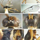 Imagem de <i>Diolcogaster translucida</i>