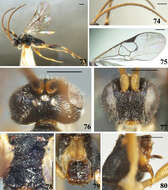 Imagem de <i>Diolcogaster translucida</i>