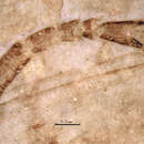 Image of Jeholopsyche liaoningensis Ren, Shih & Labandeira 2011