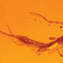 Слика од <i>Tytthodiplatys mecynocercus</i> Engel 2011