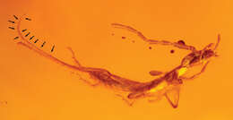 Image of Diplatyidae