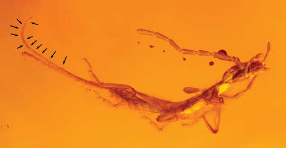 Image of Tytthodiplatys