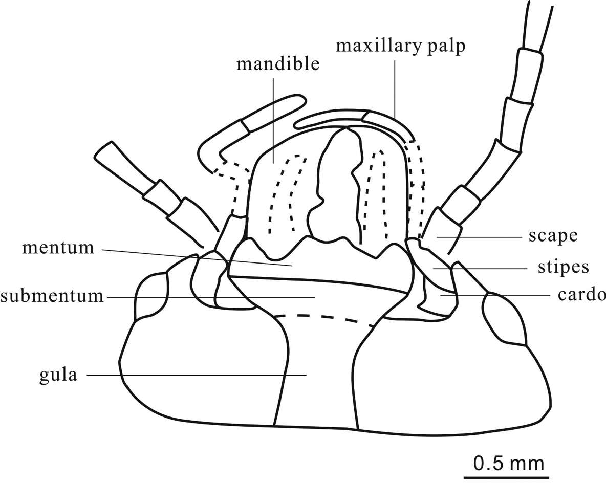 Image of Cretorabus