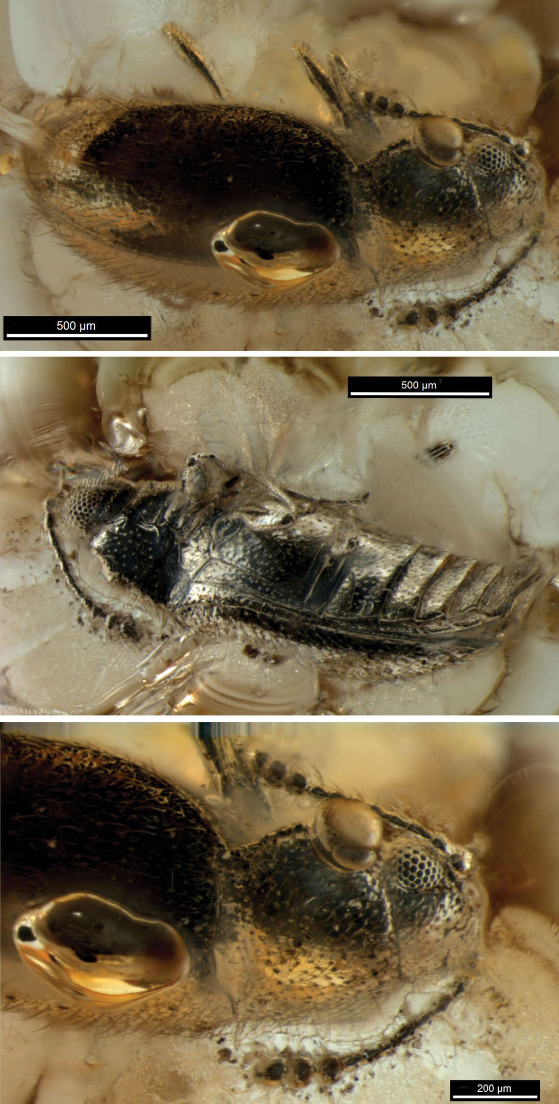 Image of silken fungus beetles